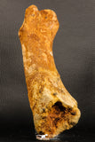 07197 - Top Huge 9.69 Inch Spinosaurus Dinosaur Hand (Manus) Phalanx Bone Cretaceous KemKem