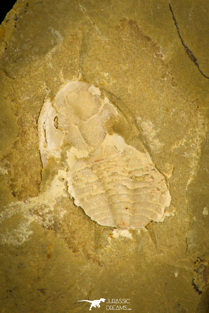 30341 - Rare 0.48 Inch Ajacicrepida ajax Cambrian Trilobite - China