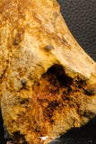 07197 - Top Huge 9.69 Inch Spinosaurus Dinosaur Hand (Manus) Phalanx Bone Cretaceous KemKem