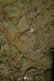 21169 - Top Rare Anomalocaridid Aegirocassis benmoulai filter feeding appendage Ordovician
