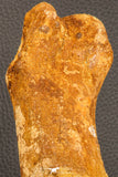 07197 - Top Huge 9.69 Inch Spinosaurus Dinosaur Hand (Manus) Phalanx Bone Cretaceous KemKem