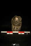 30342 - Top Quality 1.22 Inch Colpocoryphe bohemica Ordovician Trilobite - Czech Republic