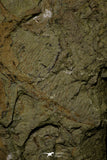 21169 - Top Rare Anomalocaridid Aegirocassis benmoulai filter feeding appendage Ordovician