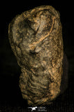 30342 - Top Quality 1.22 Inch Colpocoryphe bohemica Ordovician Trilobite - Czech Republic