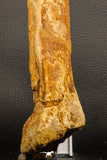07197 - Top Huge 9.69 Inch Spinosaurus Dinosaur Hand (Manus) Phalanx Bone Cretaceous KemKem
