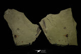 21170 - Premium Grade Soft Bodied Xiphosurid (Horseshoe Crab Ancestor) Lower Ordovician