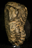 30342 - Top Quality 1.22 Inch Colpocoryphe bohemica Ordovician Trilobite - Czech Republic