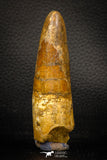 05703 - Top Beautiful 3.37 Inch Spinosaurus Dinosaur Tooth Cretaceous