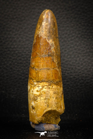 05703 - Top Beautiful 3.37 Inch Spinosaurus Dinosaur Tooth Cretaceous