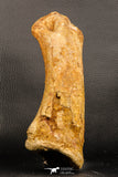 07197 - Top Huge 9.69 Inch Spinosaurus Dinosaur Hand (Manus) Phalanx Bone Cretaceous KemKem