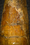 05703 - Top Beautiful 3.37 Inch Spinosaurus Dinosaur Tooth Cretaceous