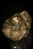 30342 - Top Quality 1.22 Inch Colpocoryphe bohemica Ordovician Trilobite - Czech Republic