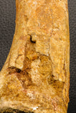 07197 - Top Huge 9.69 Inch Spinosaurus Dinosaur Hand (Manus) Phalanx Bone Cretaceous KemKem