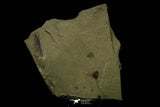21170 - Premium Grade Soft Bodied Xiphosurid (Horseshoe Crab Ancestor) Lower Ordovician