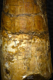 05703 - Top Beautiful 3.37 Inch Spinosaurus Dinosaur Tooth Cretaceous