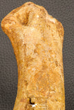 07197 - Top Huge 9.69 Inch Spinosaurus Dinosaur Hand (Manus) Phalanx Bone Cretaceous KemKem