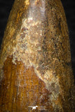 05703 - Top Beautiful 3.37 Inch Spinosaurus Dinosaur Tooth Cretaceous