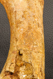 07197 - Top Huge 9.69 Inch Spinosaurus Dinosaur Hand (Manus) Phalanx Bone Cretaceous KemKem