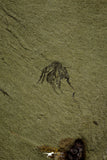 21170 - Premium Grade Soft Bodied Xiphosurid (Horseshoe Crab Ancestor) Lower Ordovician