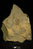 30343 - Top Beautiful 0.48 Inch Hydrocephalus minor Middle Cambrian Trilobite - Czech Republic