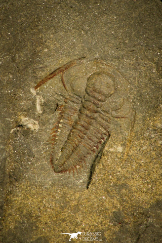 30343 - Top Beautiful 0.48 Inch Hydrocephalus minor Middle Cambrian Trilobite - Czech Republic