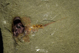 21170 - Premium Grade Soft Bodied Xiphosurid (Horseshoe Crab Ancestor) Lower Ordovician