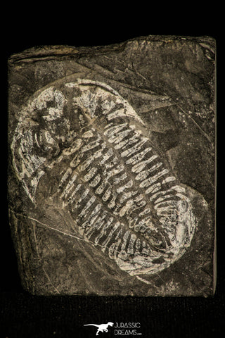 30344 - Rare 1.80 Inch Annamitella Liexiensis Ordovician Trilobite - China