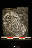 30344 - Rare 1.80 Inch Annamitella Liexiensis Ordovician Trilobite - China