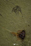 21170 - Premium Grade Soft Bodied Xiphosurid (Horseshoe Crab Ancestor) Lower Ordovician