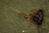 21170 - Premium Grade Soft Bodied Xiphosurid (Horseshoe Crab Ancestor) Lower Ordovician