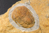 07198 - Nice Association  Mucronaspis sp Ordovician Trilobites + Petraster Sea Star