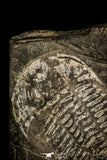 30344 - Rare 1.80 Inch Annamitella Liexiensis Ordovician Trilobite - China