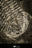 30344 - Rare 1.80 Inch Annamitella Liexiensis Ordovician Trilobite - China