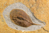 07198 - Nice Association  Mucronaspis sp Ordovician Trilobites + Petraster Sea Star