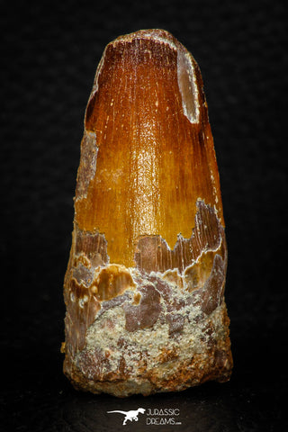 05705 - Top Beautiful 2.07 Inch Spinosaurus Dinosaur Tooth Cretaceous