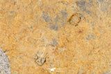 07198 - Nice Association  Mucronaspis sp Ordovician Trilobites + Petraster Sea Star