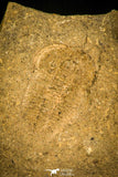 30345 - Top Rare 0.46 Inch Otarion diffractum Silurian Trilobite - Czech Republic