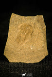30345 - Top Rare 0.46 Inch Otarion diffractum Silurian Trilobite - Czech Republic