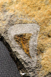 07198 - Nice Association  Mucronaspis sp Ordovician Trilobites + Petraster Sea Star