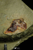 21171 - Premium Grade Soft Bodied Xiphosurid (Horseshoe Crab Ancestor) Lower Ordovician