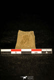 30345 - Top Rare 0.46 Inch Otarion diffractum Silurian Trilobite - Czech Republic