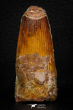 05705 - Top Beautiful 2.07 Inch Spinosaurus Dinosaur Tooth Cretaceous