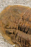 07198 - Nice Association  Mucronaspis sp Ordovician Trilobites + Petraster Sea Star