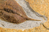 07198 - Nice Association  Mucronaspis sp Ordovician Trilobites + Petraster Sea Star