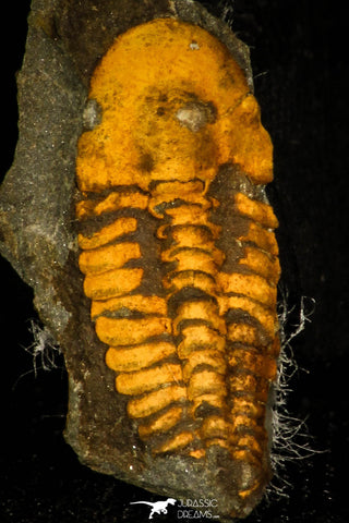 30346 - Beautiful 0.54 Inch Agraulus ceticephalus Cambrian Trilobite - Czech Republic