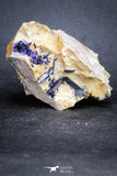20092 - Beautiful Deep Blue Azurite Crystals on Carbonate Matrix - Kerrouchen (Morocco)