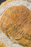 07198 - Nice Association  Mucronaspis sp Ordovician Trilobites + Petraster Sea Star