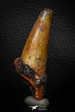 05706 - Top Beautiful 2.59 Inch Spinosaurus Dinosaur Tooth Cretaceous