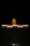 30346 - Beautiful 0.54 Inch Agraulus ceticephalus Cambrian Trilobite - Czech Republic