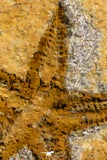 07198 - Nice Association  Mucronaspis sp Ordovician Trilobites + Petraster Sea Star